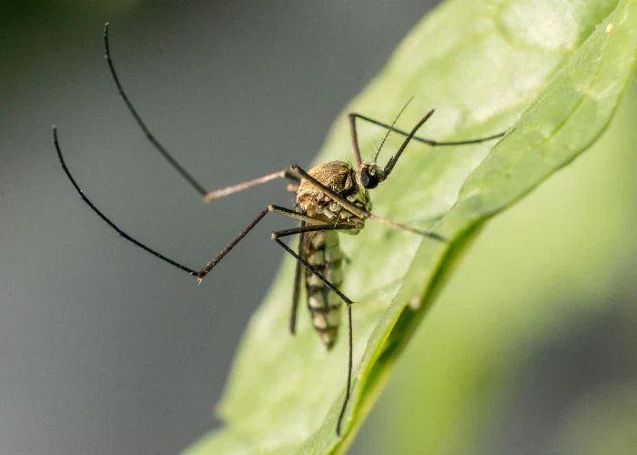 Piqûres de moustiques : soulager les démangeaisons efficacement 🦟